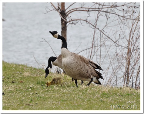 Mother Goose (10)