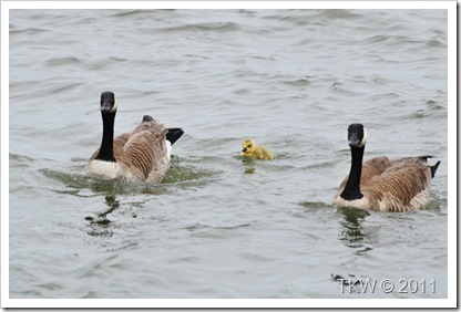 Mother Goose (2)
