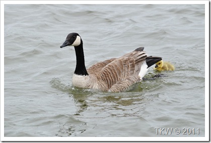 Mother Goose (3)