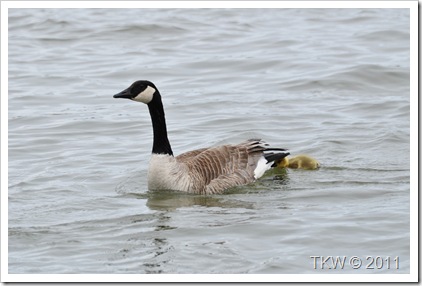 Mother Goose (4)