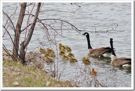 Mother Goose (7)