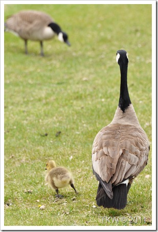 Mother Goose (9)