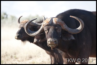 CapeBuffalo