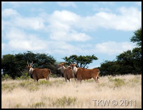 Eland