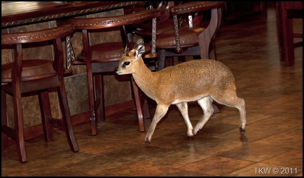 Klipspringer