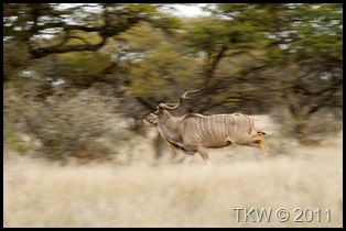 Kudu running