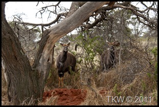 Nyala peeking