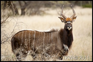 Nyala