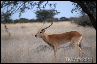 RedLechwe