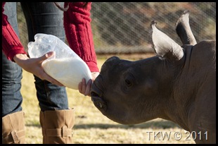 Rhino eats