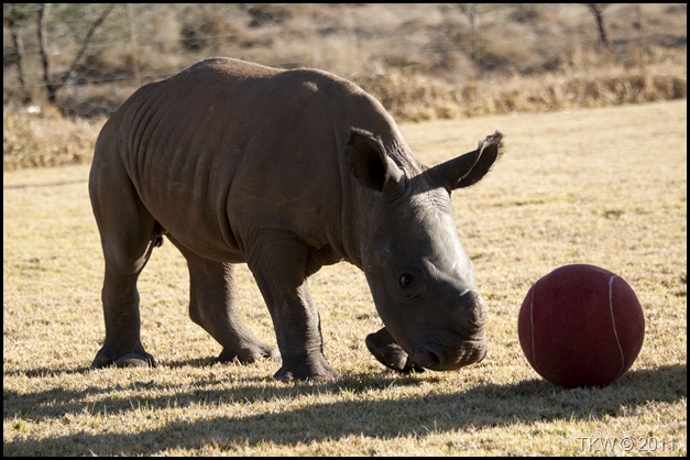 Rhino&Ball