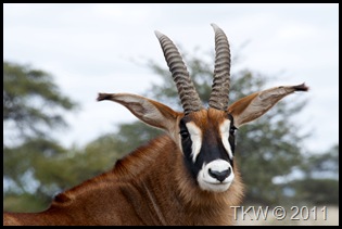 Roan Close-up