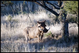 Warthog