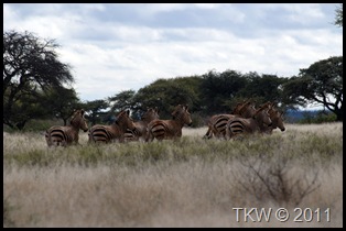 Zebra