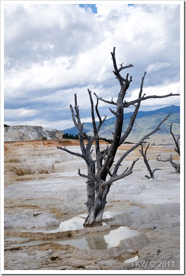 Mammoth Hot Springs