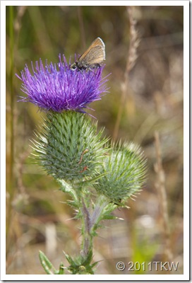 Moth and Thistle