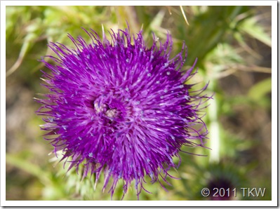 Thistle Front