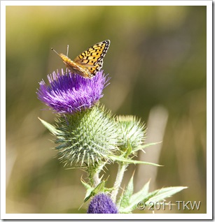 Thistle and butterfly