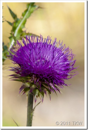 Thistle side