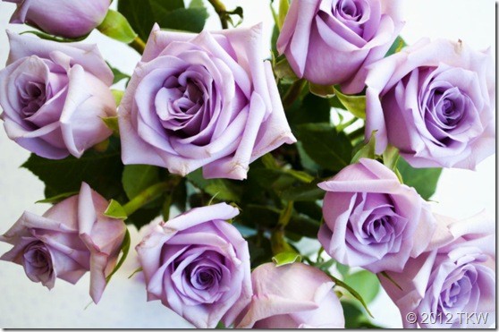 Lavender Roses_040112_0006