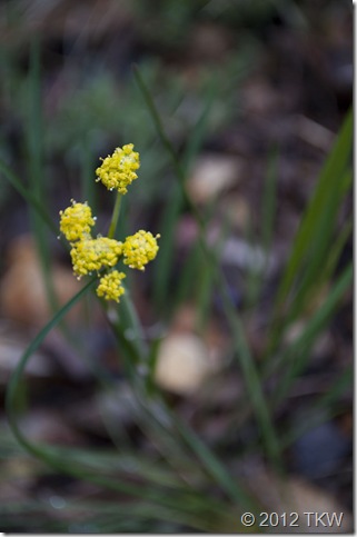 1 Cous or biscuitroot