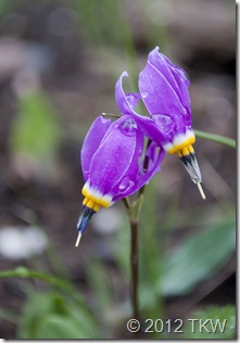 1 Few Flower Shooting Star