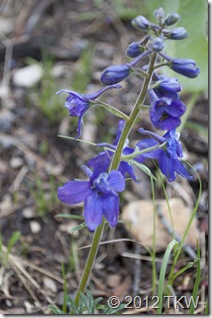 1 Low Larkspur