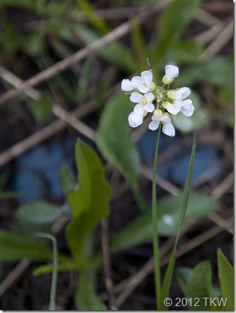 1 Nuttall's rockcress