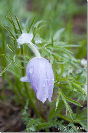 1 Pasque or Praire Crocus or Windflower