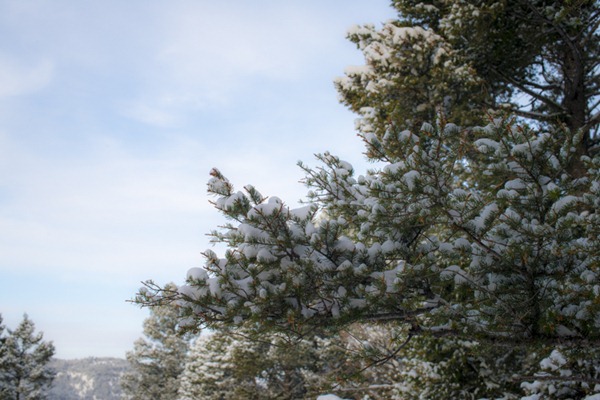 Montana Snow-7057