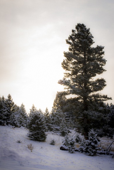 Montana Snow-