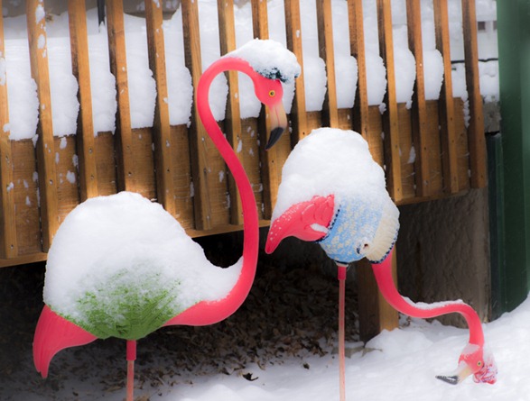 Plastic Yard Flamingos (c) Rhonda Adkins-8288