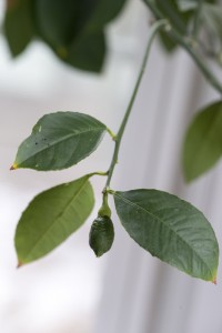 Meyer Lemon tree ©Rhonda Adkins (2 of 2)