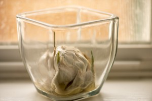 garlic sprouting ©Rhonda Adkins 