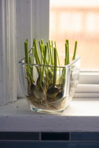 sprouted garlic ©Rhonda Adkins