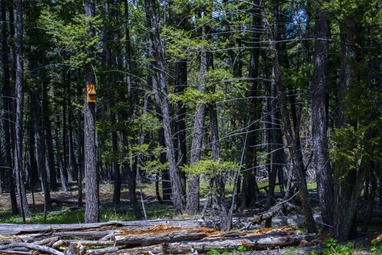 Little Things at the Cabin ©Rhonda Adkins 2013-0581