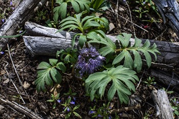 Little Things at the Cabin ©Rhonda Adkins 2013-0592