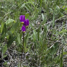 Little Things at the Cabin ©Rhonda Adkins 2013-0596