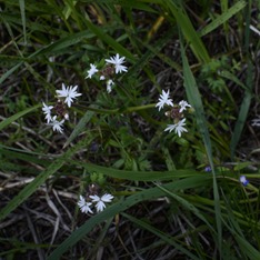 Little Things at the Cabin ©Rhonda Adkins 2013-0602