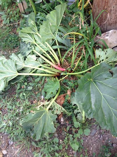 Rhubarb