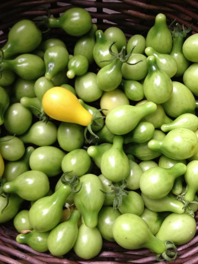 green pear tomatoes ©Rhonda Adkins Photography