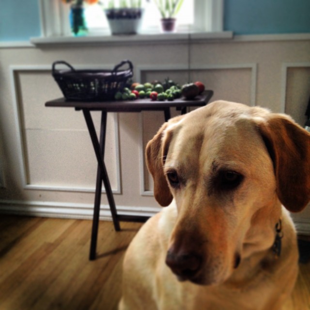 Sadie dog and tomatoes©Rhonda Adkins Photography