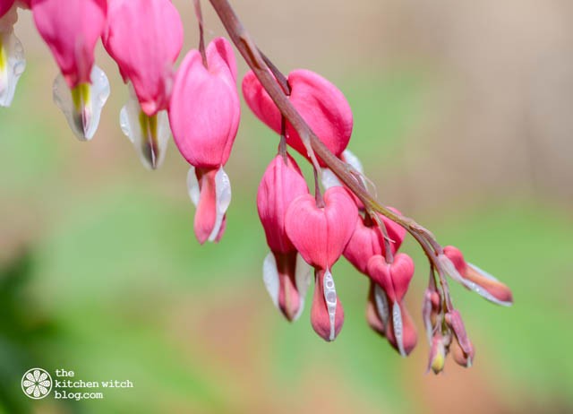 Bleeding Heart©RhondaAdkinsPhotography2015