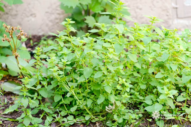 Greek Oregano