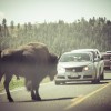 Yellowstone Bison©thekitchenwitchblog.com.jpg